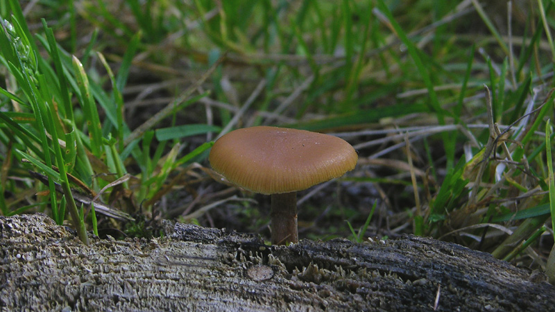 Ritrovamenti alle Viote del Bondone.